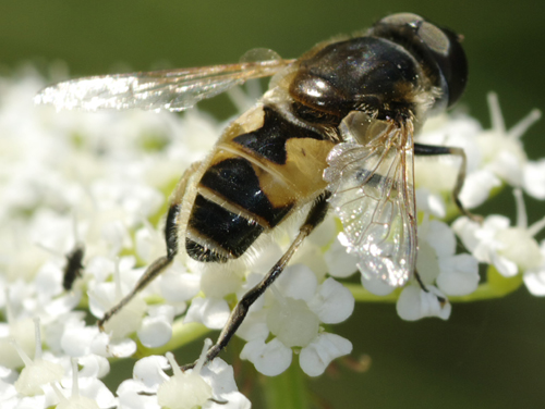 Eristalis sp? 2